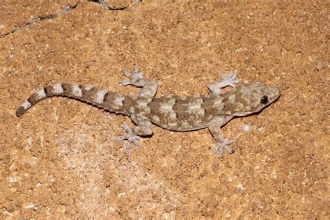 Tropical House Gecko (Lizards of Central Florida) · iNaturalist