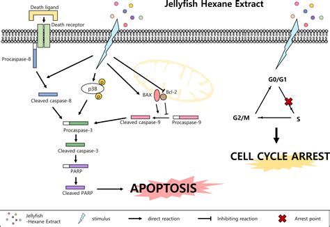 Jellyfish extract induces apoptotic cell death through the p38 pathway and cell cycle arrest in ...