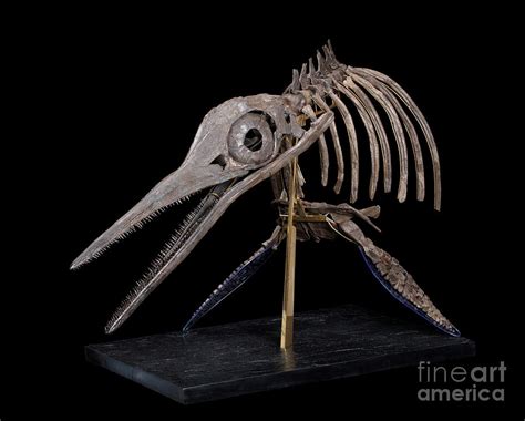 Ichthyosaur Fossil Photograph by Pascal Goetgheluck/science Photo Library | Pixels