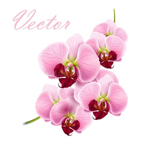 Orchid Flower Vector Background Stock Vector - Illustration of blossom, mesh: 25390849