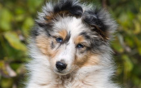 53 Best Photos Blue Merle Sheltie Puppies Wisconsin - blue merle ...