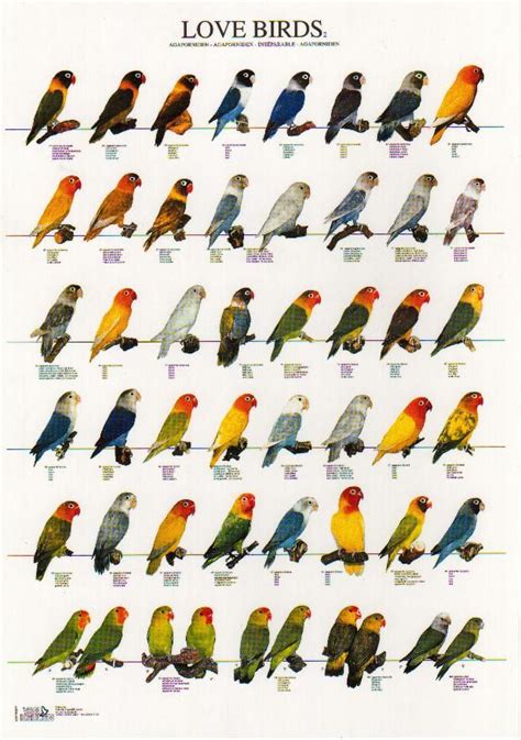 Lovebird Species Poster | Pet birds, Love birds pet, African lovebirds