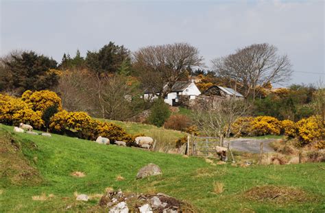 Wallpaper : Ireland, rural, spring, sheep, farm, April, donegal, 2007, gorse, sheepfarm ...