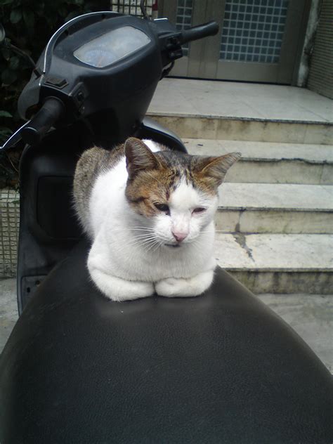 Cat In The City Free Stock Photo - Public Domain Pictures