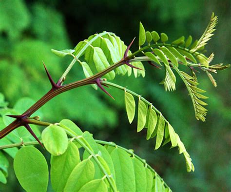 Robinia pseudoacacia - EUFORGEN European forest genetic resources programme