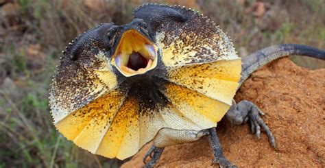 Lizard lifestyle has no impact on their biting force | Natural History Museum