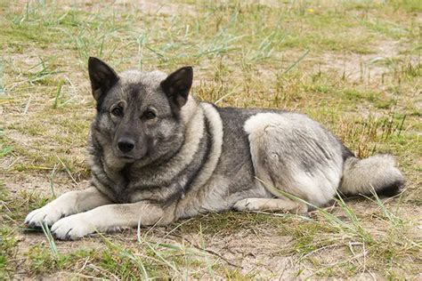 Norwegian Elkhound - Canine HQ