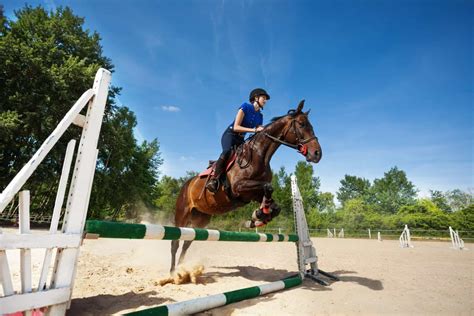 The Best Horse Breeds For Jumping