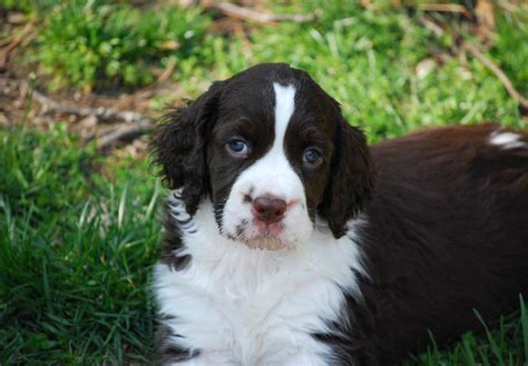 English Springer Spaniel Puppies For Sale - AKC PuppyFinder