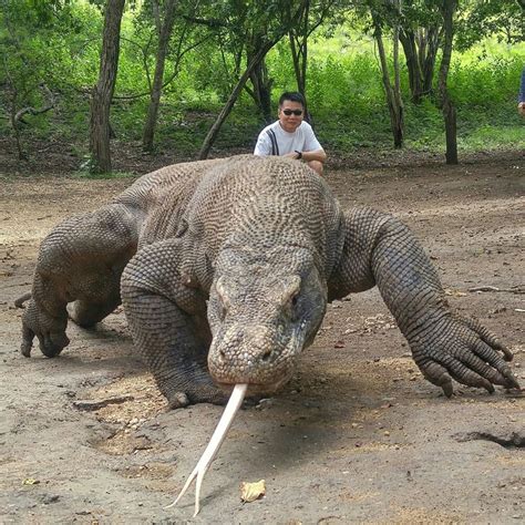 Lived Giant Lizard Komodo only at Komodo Island ..Flores | Animals, Reptiles pet, Komodo dragon