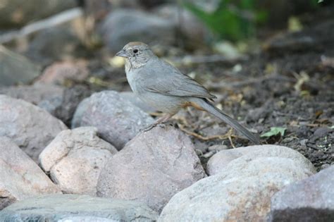 Canyon Towhee | Great Bird Pics