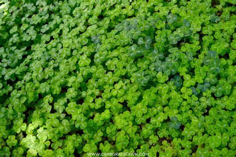 Why You Should Consider a Micro Clover Lawn (The Mini Clover Trend ...