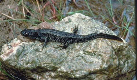 Rare newts thrive after Flintshire pond restoration | Deeside.com