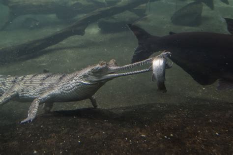 In photos: We’re still learning new things about India’s endangered gharial