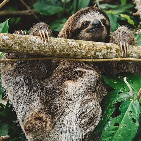 Smile for the camera 📸 Come see this photogenic sloth in his natural ...