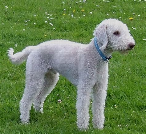 Bedlington Terrier - Puppies, Rescue, Pictures, Information ...