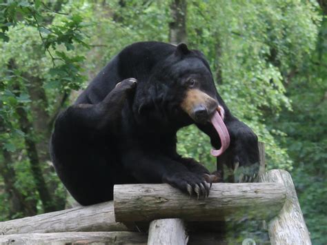 Sun bears use their claws and teeth to break termite mounds, and then use their large tongue to ...