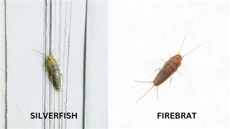 How To Get Rid Of Silverfish - A.N.T. Pest Control