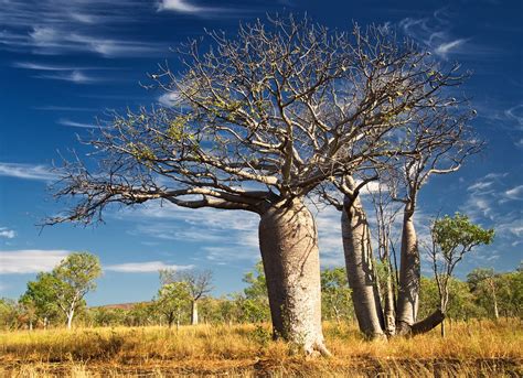 Boab tree | Adansonia gregorii, commonly known as the boab, … | Flickr