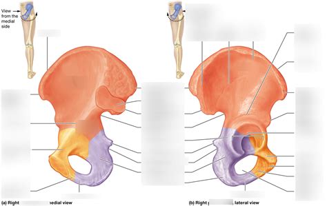 Bony Landmarks: Pelvic Bone, Ilium, Pubis Diagram | Quizlet