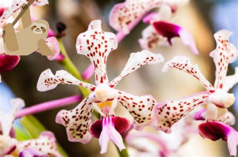 Costa Rica Orchids | Orquids are Costa Rica’s national flower.