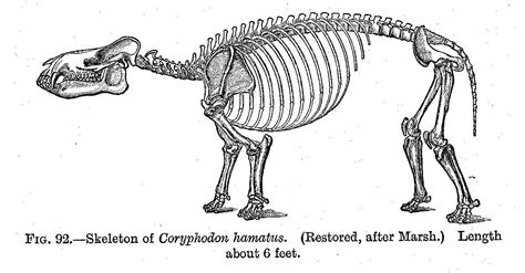 Coryphodon | Coryphodon Skeleton, Prehistoric Animal Bones, Skeletal ... | Prehistoric animals ...