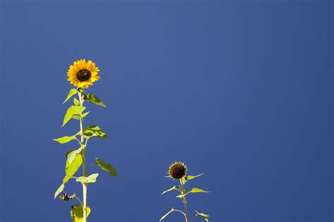 Sunflower Wallpaper Blue