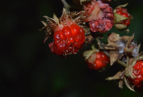 Rubus acuminatus – eFlora of India