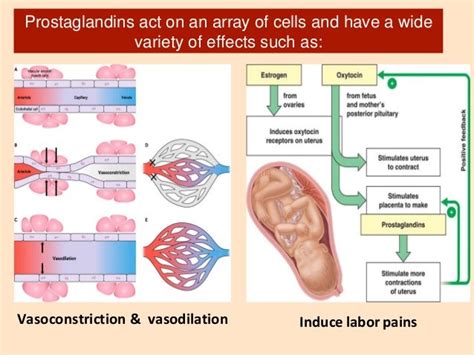 PROSTAGLANDINS