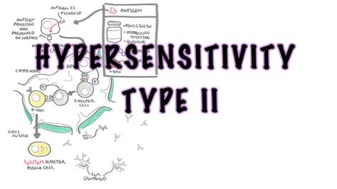 Hypersensitivity Type II (Cytotoxic reaction) - causes, pathophysiology ...