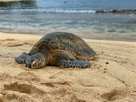 Trump Administration Sued for Failing to Protect Green Sea Turtle Habitat | Turtle Island ...