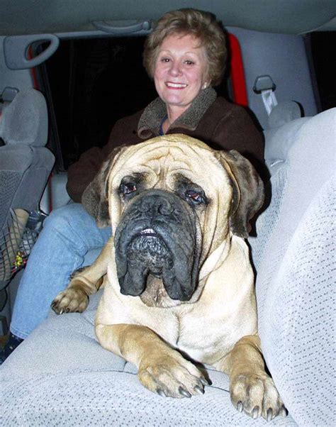 English Mastiff Adoption | PETSIDI