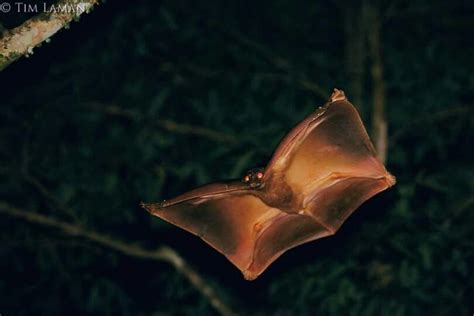 Amazing in flight | Flying lemur, Weird animals, Animals