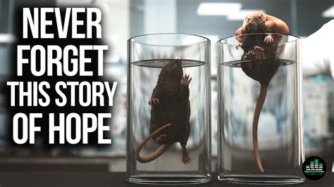 Shocking Rat Experiment Teaches Powerful Life Lesson - YouTube