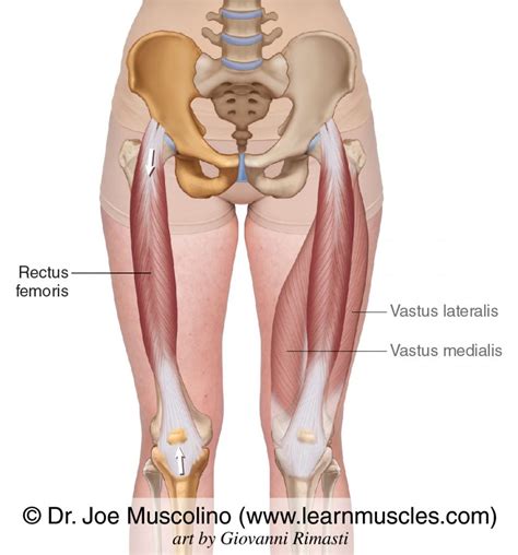 Rectus Femoris - Learn Muscles