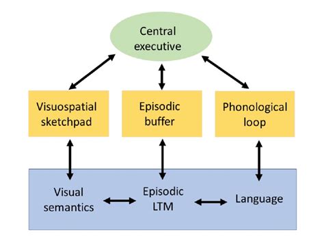 Baddeley and Hitch's model of working memory. Adapted from Figure 1 of... | Download Scientific ...