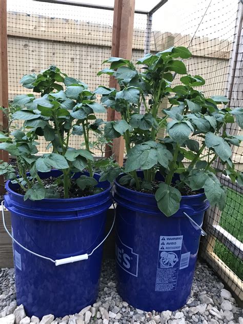 This year I thought I’d try growing potatoes in a 5-gallon bucket. I ...