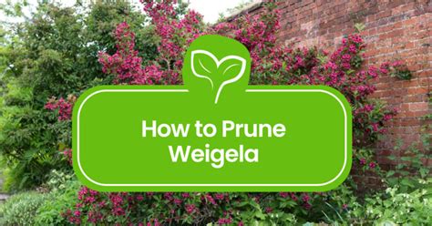 Pruning Weigela: A Complete Guide to Beautiful Blooms - Plant Propagation