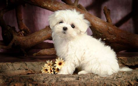 Cute Dogs And Puppies Wallpapers - Wallpaper Cave