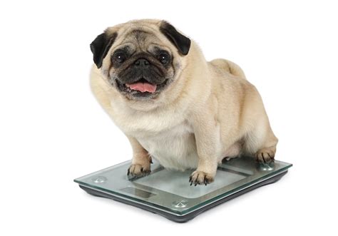 Obesity in Dogs | How to Prevent Obesity in Dogs | Bob Martin