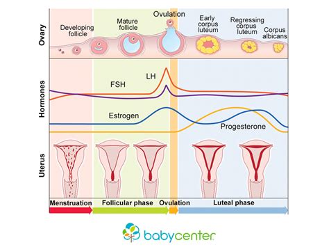 The Red and White Moon/Menstrual Cycle