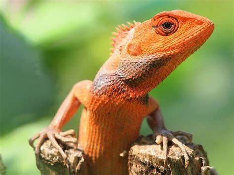 Squamata - Advanced...and more resources | Australian reptile park, World birds, Reptiles