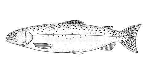 Trout Stock Illustrations – 9,746 Trout Stock Illustrations, Vectors & Clipart - Dreamstime