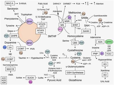 Methylation, Methylation Pathway, MTHFR genotypes and MTHFolate | Mthfr ...