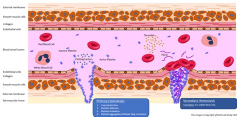 Hemostasis - Part 1 - Primary and Secondary Hemostasis - Med Lab Study Hall