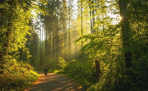 10 reasons to take a walk in the woods and start forest hiking