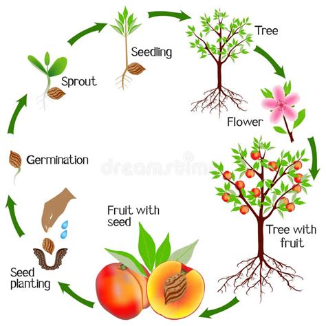 Cycle of a Peach Plant Growth Isolated on White Background. Stock Vector - Illustration of grow ...