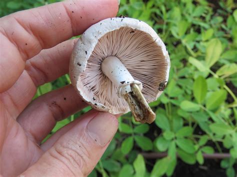 Wild Edible Mushrooms - To Eat or not to Eat? - Bloomah's City Farm