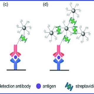 Schematic illustration of signal enhancement using biotin/streptavidin ...