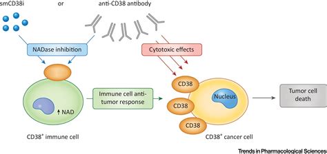 The Pharmacology of CD38/NADase: An Emerging Target in Cancer and Diseases of Aging: Trends in ...